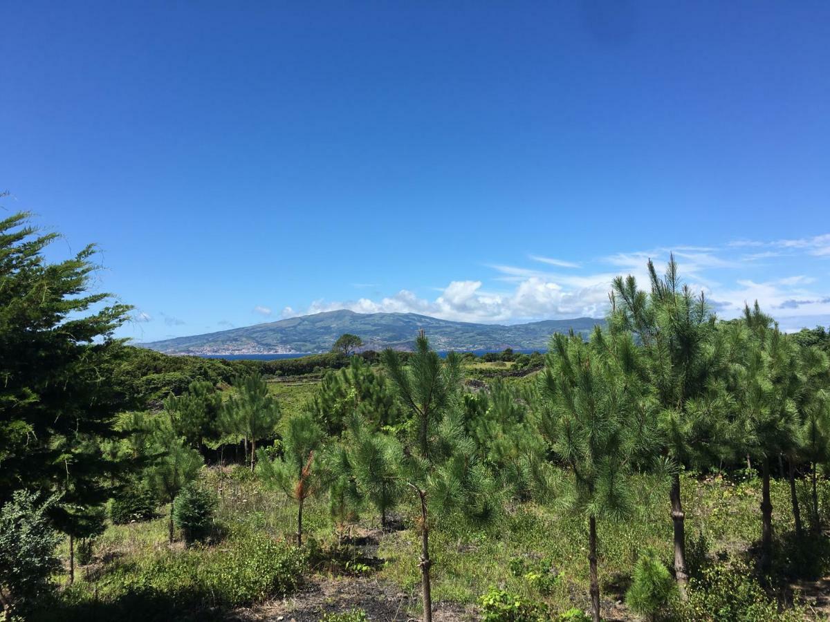 Home Pico - Casa Dos Cedros Criacao Velha Экстерьер фото